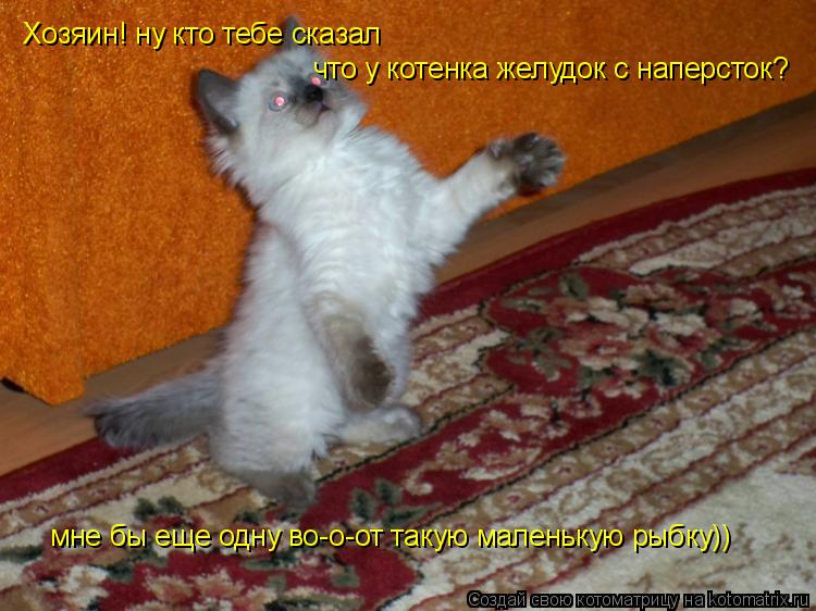 Хозяин! ну кто тебе сказал что у котенка желудок с наперсток? мне бы еще одну во-о-от такую маленькую... Котоматрица: Хозяин! ну кто тебе сказал что у котенка желудок с наперсток? мне бы еще одну во-о-от такую маленькую рыбку))