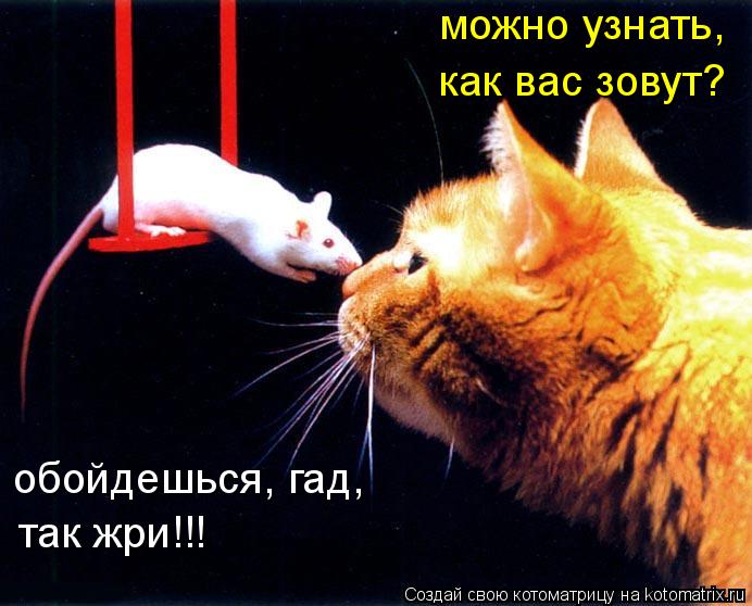 Котоматрица: можно узнать, как вас зовут? обойдешься, гад, так жри!!!