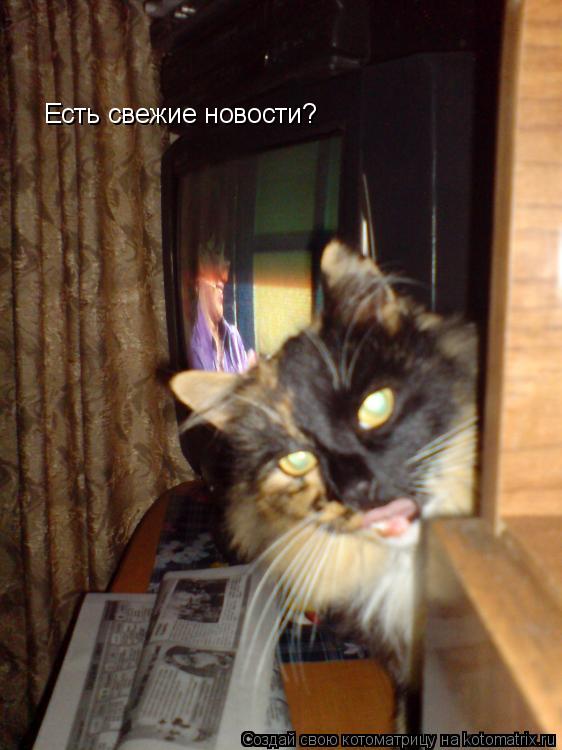 Котоматрица: Есть свежие новости?