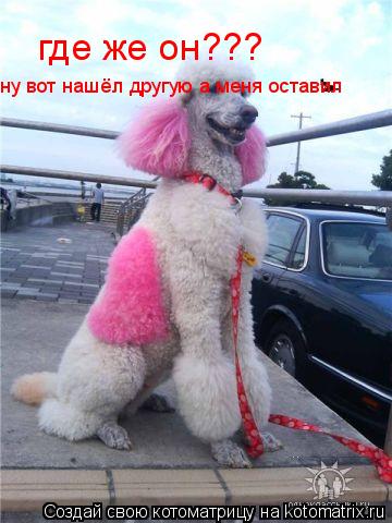 где же он??? ну вот нашёл другую а меня оставил... Котоматрица: где же он??? ну вот нашёл другую а меня оставил
