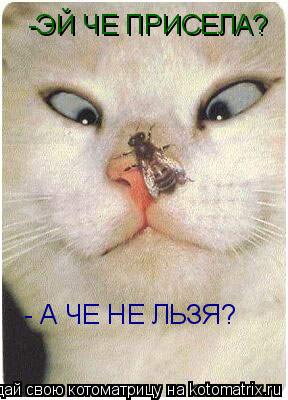 Котоматрица: -ЭЙ ЧЕ ПРИСЕЛА? - А ЧЕ НЕ ЛЬЗЯ?