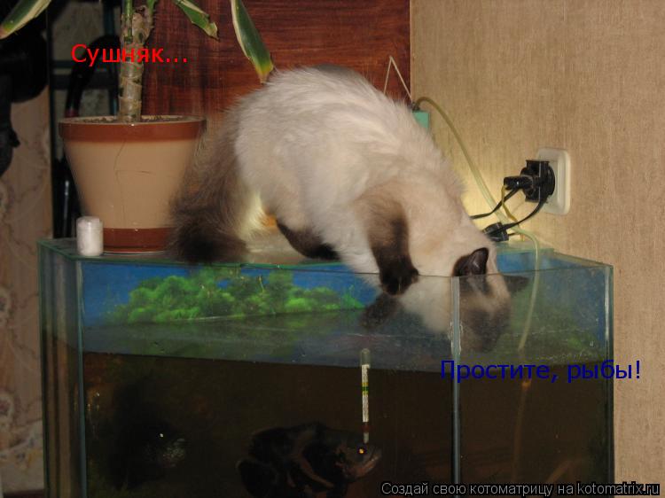 Котоматрица: Сушняк... Простите, рыбы!