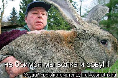 не боимся мы волка и сову!!!... Котоматрица: не боимся мы волка и сову!!!