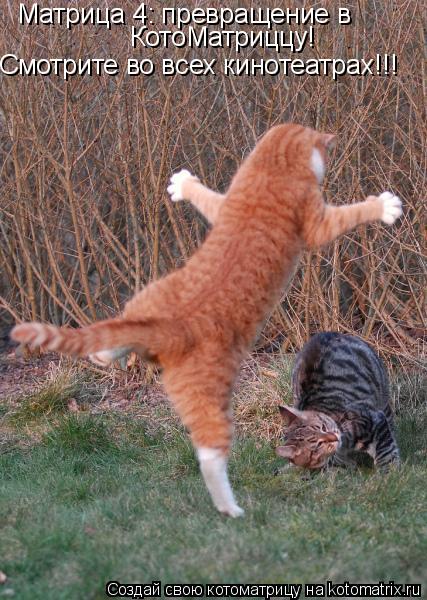 КотоМатриццу! Матрица 4: превращение в Смотрите во всех кинотеатрах!!!... Котоматрица: КотоМатриццу! Матрица 4: превращение в Смотрите во всех кинотеатрах!!!