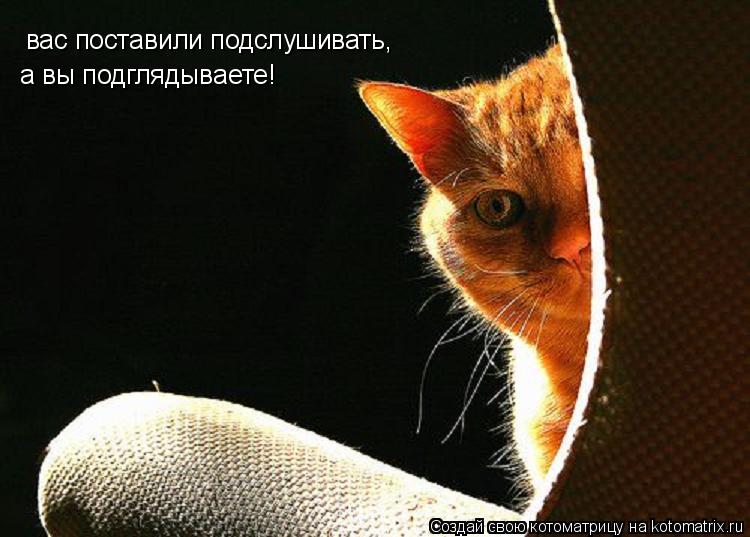 Котоматрица: вас поставили подслушивать, а вы подглядываете!