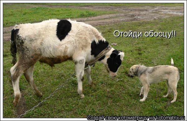 Отойди обосцу!!... Котоматрица: Отойди обосцу!!