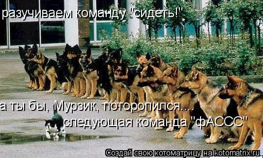 разучиваем команду "сидеть!" а ты бы, Мурзик, поторопился.... следующая команда "фАССС"... Котоматрица: разучиваем команду "сидеть!" а ты бы, Мурзик, поторопился.... следующая команда "фАССС"