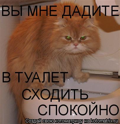 ВЫ МНЕ ДАДИТЕ В ТУАЛЕТ СХОДИТЬ СПОКОЙНО... Котоматрица: ВЫ МНЕ ДАДИТЕ В ТУАЛЕТ СХОДИТЬ СПОКОЙНО