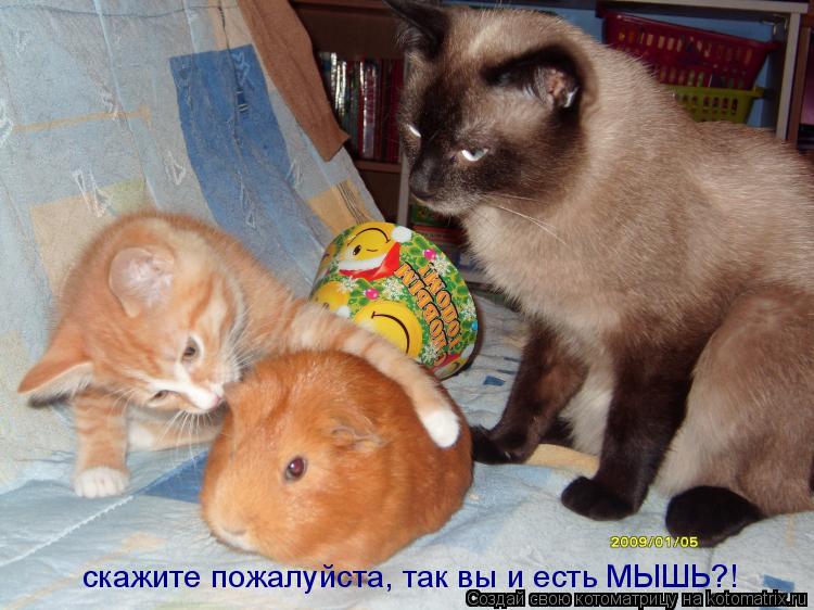 скажите пожалуйста, так вы и есть МЫШЬ?!... Котоматрица: скажите пожалуйста, так вы и есть МЫШЬ?!
