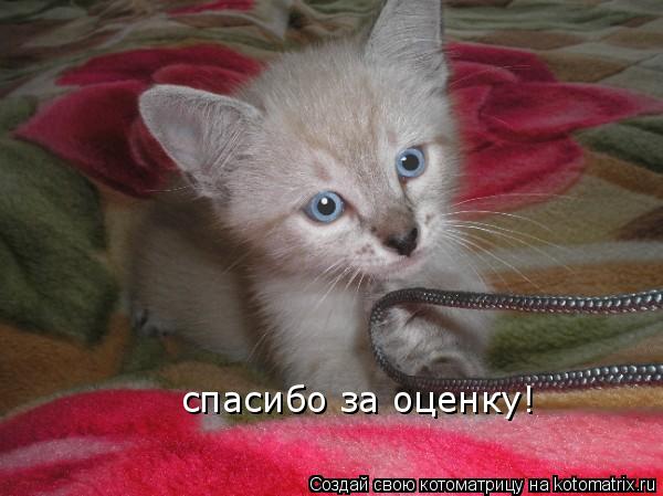 Котоматрица: спасибо за оценку!