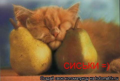 Котоматрица: СИСЬКИ =)