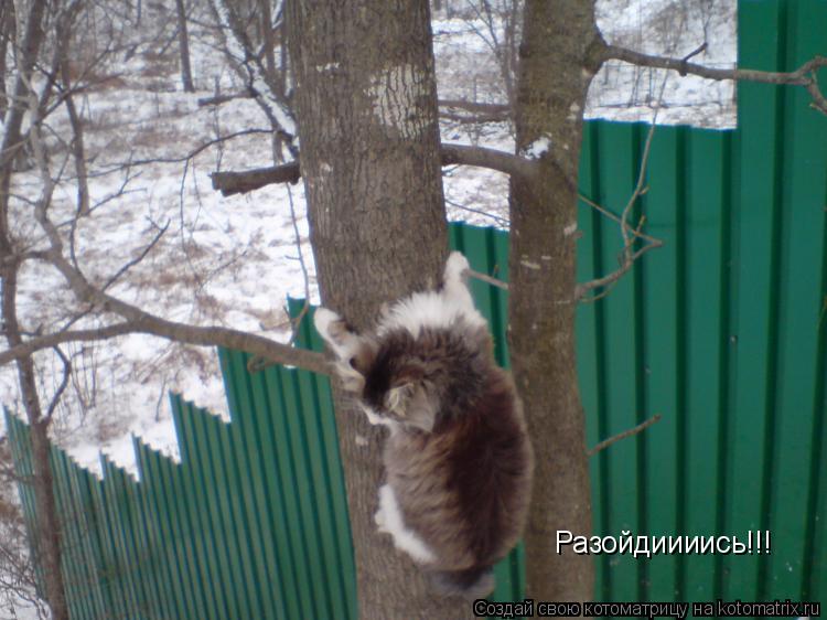 Разойдиииись!!!... Котоматрица: Разойдиииись!!!