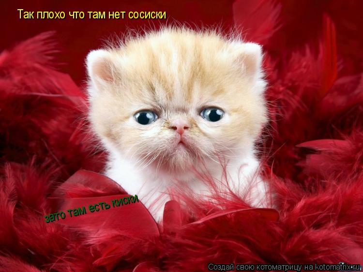 Так плохо что там нет сосиски зато там есть киски... Котоматрица: Так плохо что там нет сосиски зато там есть киски