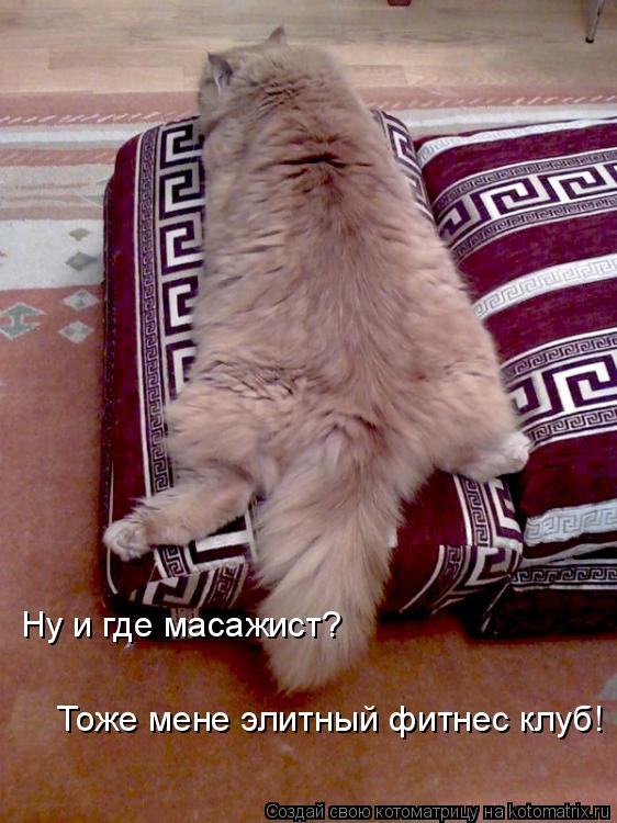 Ну и где масажист? Тоже мене элитный фитнес клуб!... Котоматрица: Ну и где масажист? Тоже мене элитный фитнес клуб!