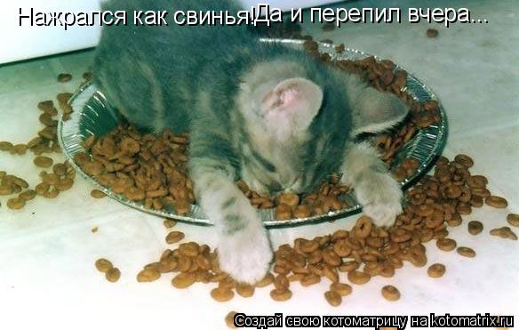 Нажрался как свинья! Да и перепил вчера...... Котоматрица: Нажрался как свинья! Да и перепил вчера...