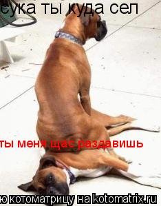 сука ты куда сел ты меня щас раздавишь... Котоматрица: сука ты куда сел ты меня щас раздавишь