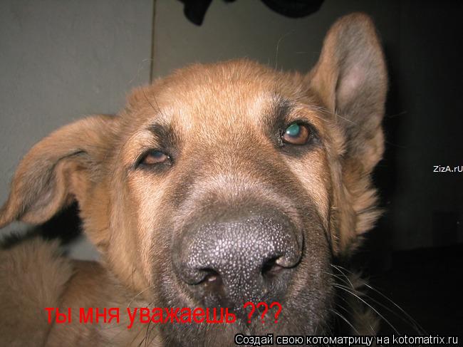 ты мня уважаешь ???... Котоматрица: ты мня уважаешь ???
