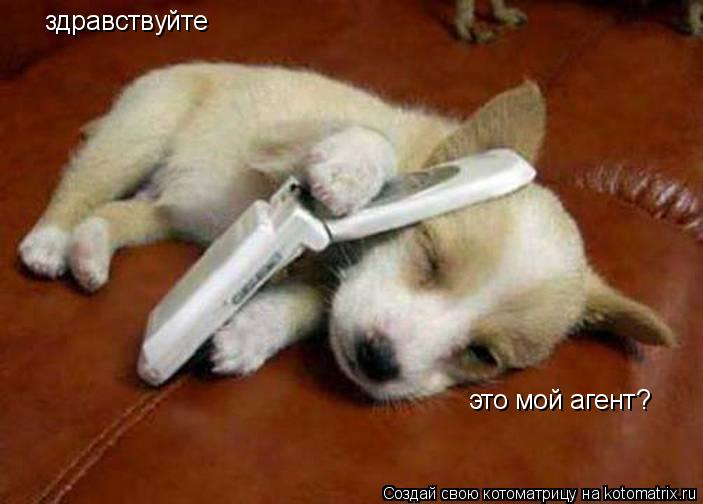 здравствуйте это мой агент?... Котоматрица: здравствуйте это мой агент?