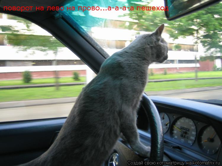 поворот на лево на прово...а-а-а-а пешеход... Котоматрица: поворот на лево на прово...а-а-а-а пешеход