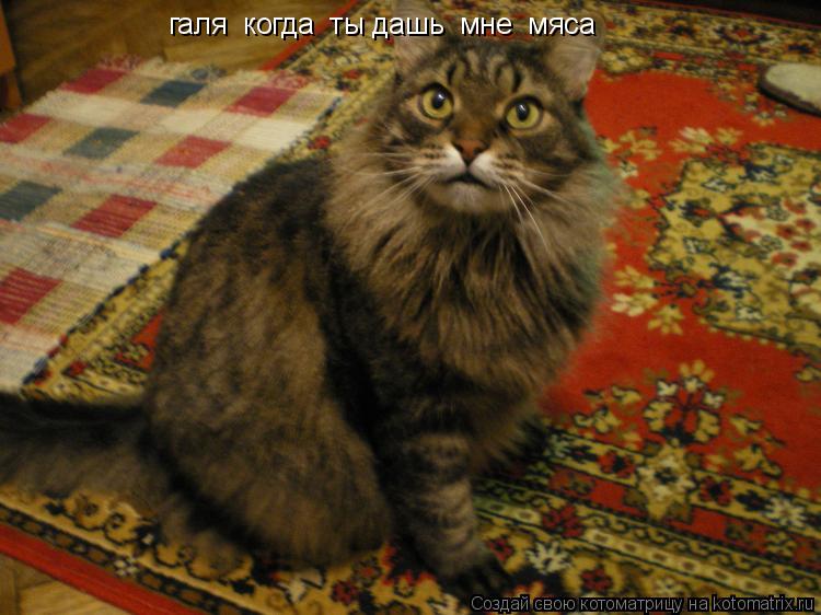 Котоматрица: галя  когда  ты дашь  мне  мяса