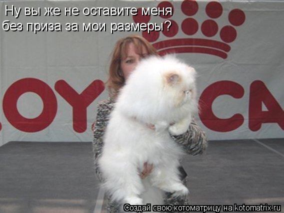 Котоматрица: Ну вы же не оставите меня без приза за мои размеры?