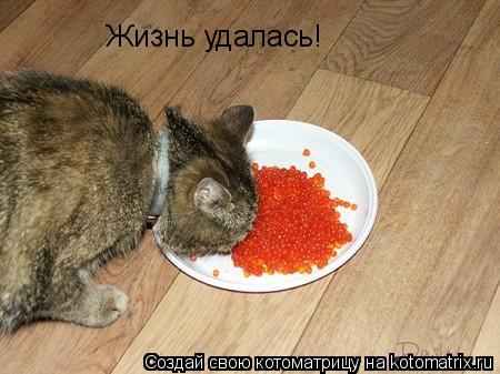 Жизнь удалась!... Котоматрица: Жизнь удалась!