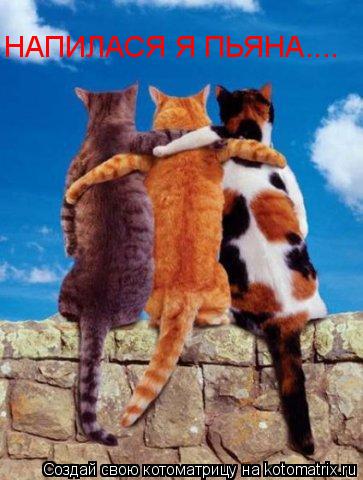 Котоматрица: НАПИЛАСЯ Я ПЬЯНА....