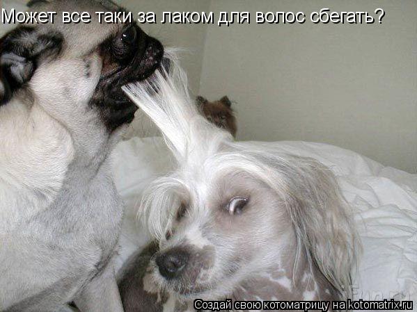 Котоматрица: Может все таки за лаком для волос сбегать?