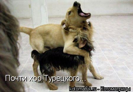 Почти хор Турецкого...... Котоматрица: Почти хор Турецкого...