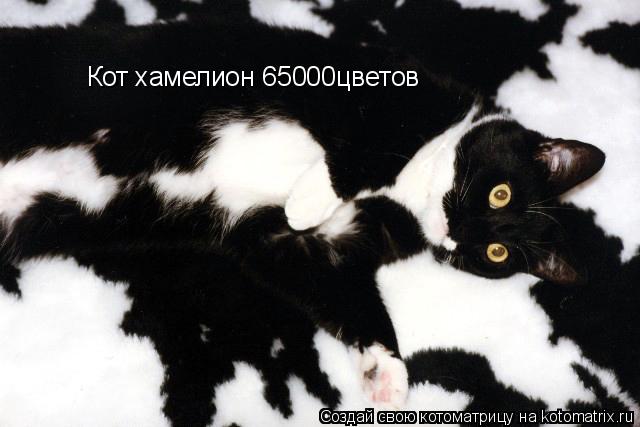 Котоматрица: Кот хамелион 65000цветов