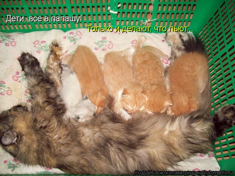 Котоматрица: Дети, все в папашу! Только и делают, что пьют...