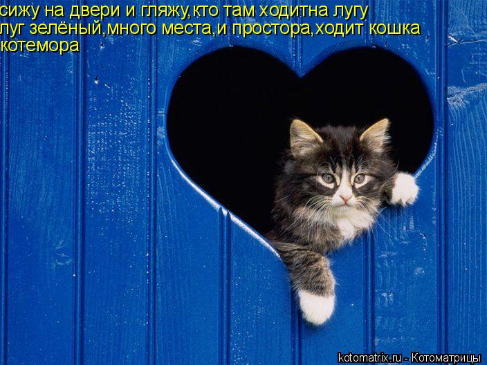 Котоматрица: сижу на двери и гляжу,кто там ходитна лугу луг зелёный,много места,и простора,ходит кошка котемора