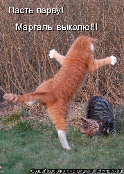 Котоматрица: Пасть парву! Маргалы выколю!!!