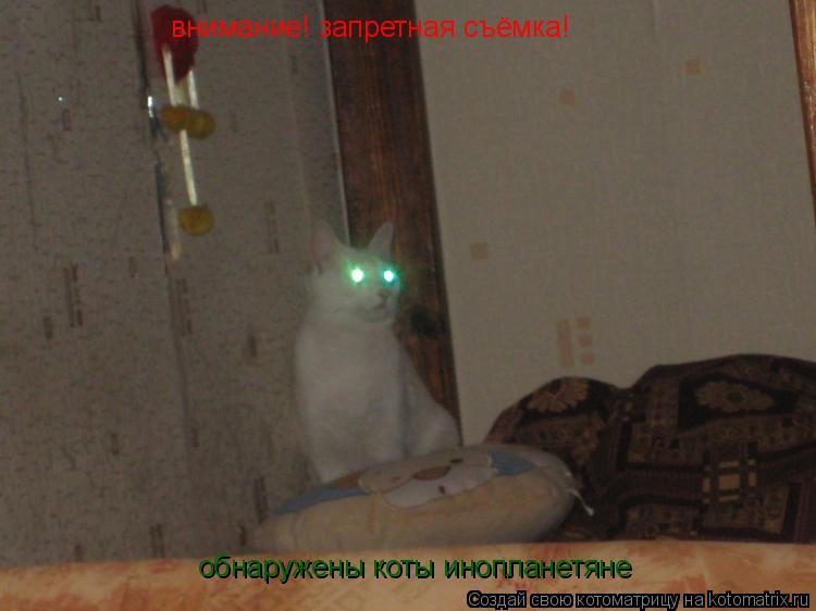 внимание! запретная съёмка! обнаружены коты инопланетяне... Котоматрица: внимание! запретная съёмка! обнаружены коты инопланетяне