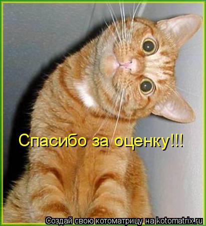 Спасибо за оценку!!!... Котоматрица: Спасибо за оценку!!!