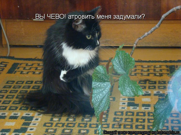 ВЫ ЧЕВО! атровить меня задумали?... Котоматрица: ВЫ ЧЕВО! атровить меня задумали?