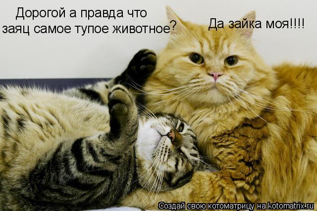 Котоматрица: Дорогой а правда что заяц самое тупое животное ? Да зайка моя!!!!