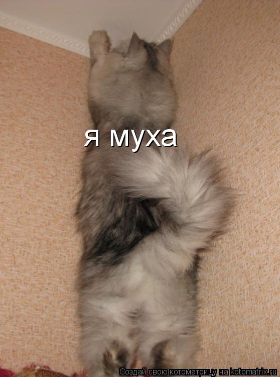 Котоматрица: я муха я муха я муха