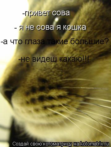 -привет сова - я не сова я кошка -а что глаза такие большие? -не видеш какаю!!!... Котоматрица: -привет сова - я не сова я кошка -а что глаза такие большие? -не видеш какаю!!!