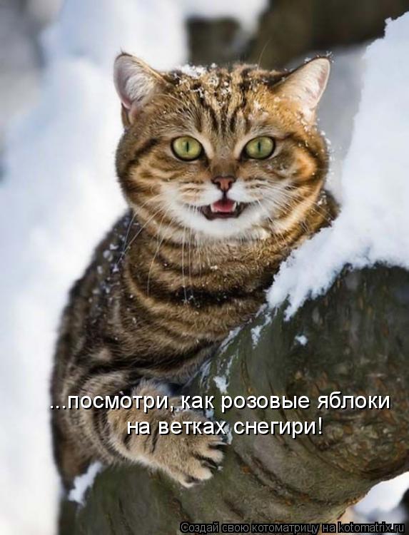 ...посмотри, как розовые яблоки на ветках снегири!... Котоматрица: ...посмотри, как розовые яблоки на ветках снегири!