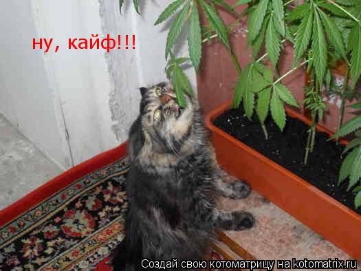 ну, кайф!!!... Котоматрица: ну, кайф!!!