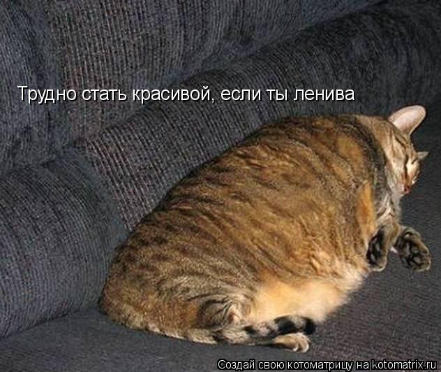 Трудно стать красивой, если ты ленива... Котоматрица: Трудно стать красивой, если ты ленива