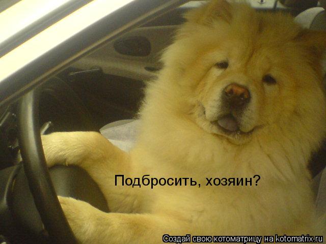 Котоматрица: Подбросить, хозяин?