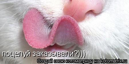 поцелуй заказывали?)))... Котоматрица: поцелуй заказывали?)))