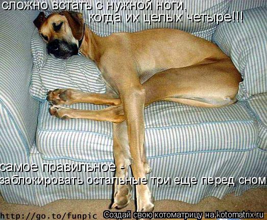 сложно встать с нужной ноги, когда их целых четыре!!! самое правильное - заблокировать остальные три... Котоматрица: сложно встать с нужной ноги, когда их целых четыре!!! самое правильное - заблокировать остальные три еще перед сном