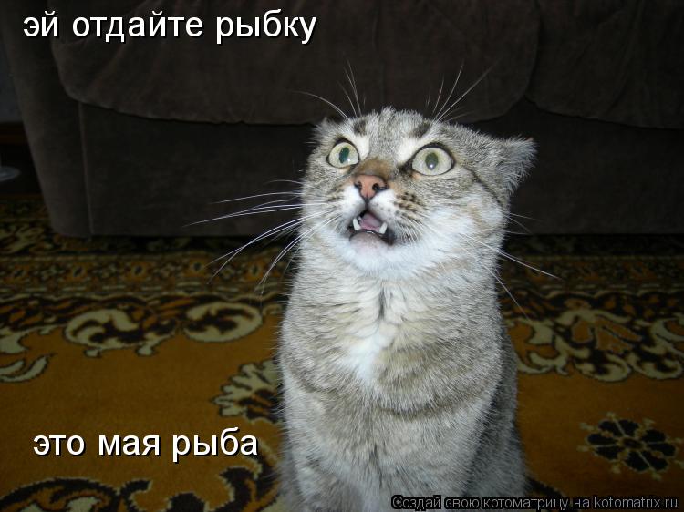 эй отдайте рыбку это мая рыба... Котоматрица: эй отдайте рыбку это мая рыба