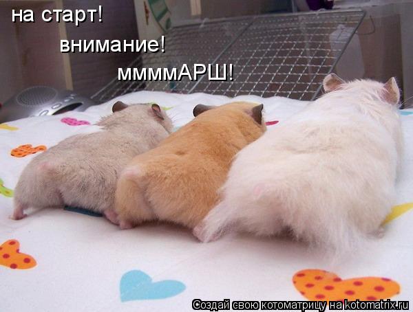 на старт! внимание! ммммАРШ!... Котоматрица: на старт! внимание! ммммАРШ!