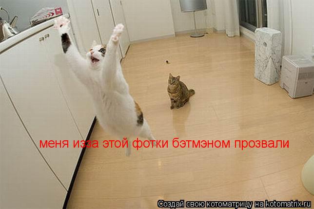 меня изза этой фотки бэтмэном прозвали, а тот что рядом Робин меня изза этой фотки бэтмэном прозвали,... Котоматрица: меня изза этой фотки бэтмэном прозвали, а тот что рядом Робин меня изза этой фотки бэтмэном прозвали,а тот что рядом Робин меня изза этой фо