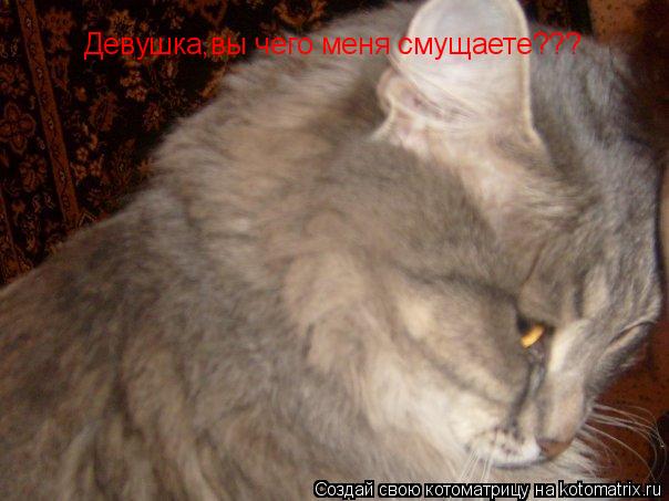 Котоматрица: Девушка,вы чего меня смущаете???