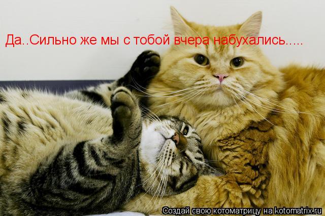 Котоматрица: Да..Сильно же мы с тобой вчера набухались.....